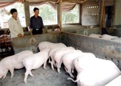 Phát triển chăn nuôi lợn theo hướng trang trại, đang đem lại hiệu quả kinh tế cao cho nhiều nông dân Văn Yên. (Ảnh: Đức Thành)

